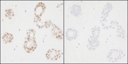 PCNA, p Tyr211 Antibody, Novus Biologicals 0.1mL; Unlabeled:Antibodies,